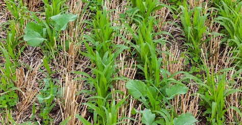 Soil Health Partnership data shows learning curve associated with cover crop adoptio | 032221 Soil And Water Conservation, Plant Covers, Soil Health, Big Leaves, Soil Improvement, Replant, Garden Soil, Planting Vegetables, Mulch