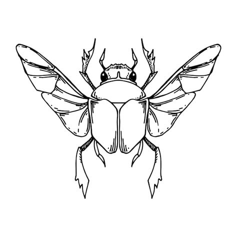 Insect Line Drawing, Beetle Line Drawing, Scarab Beetle Drawing, Beetle Line Art, Tommy Tattoo, Scarab Beetle Tattoo, Bug Drawing, Egypt Tattoo Design, Scarab Tattoo