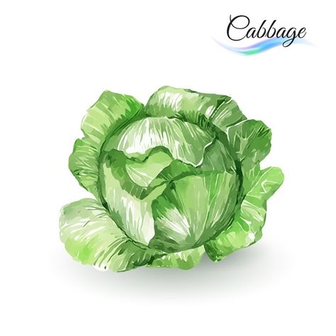 Cabbage | Premium Vector #Freepik #vector #background #logo #banner #poster Vegetable Illustration, Poster Template Free, Healthy Food Menu, Food Menu Template, Restaurant Menu Template, Food Banner, Blue Pumpkins, Cabbages, Fruit Illustration