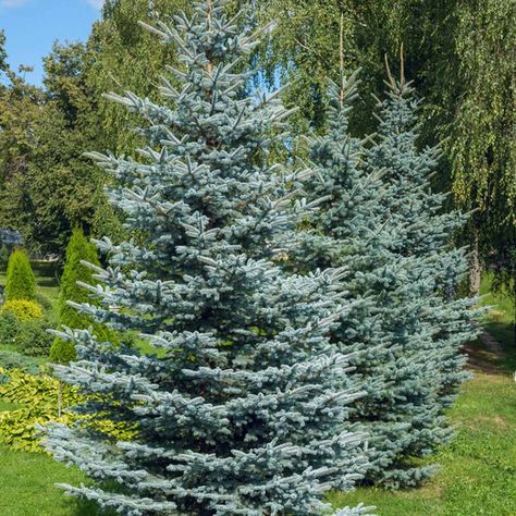 Colorado blue spruce (Picea pungens) Blue Spruce Tree, Colorado Spruce, Thuja Green Giant, Colorado Blue Spruce, Picea Pungens, Types Of Christmas Trees, Potted Christmas Trees, Privacy Trees, Spruce Christmas Tree