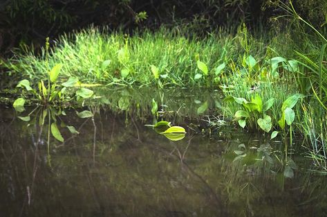 Top 3 Submerged Plants for a Natural Pond Submerged Plants, Natural Pond, Floating Plants, Pond Plants, Pond Design, Ponds Backyard, Aquatic Plants, Ponds, Cold Winter