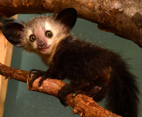 Aye-Aye - Duke Lemur Center Weird Sea Creatures, Bizarre Animals, Dumbo Octopus, Baby Donkey, Mystical Animals, Aye Aye, Most Beautiful Animals, Unusual Animals, Primates