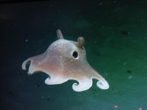 Cool Sea Creatures, Ocean Stuff, Dumbo Octopus, You Are My Moon, Cute Octopus, Deep Sea Creatures, Water Animals, Beautiful Sea Creatures, Cute Shark