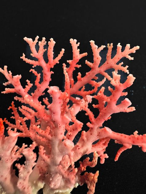 Discover the exquisite beauty of our Natural Rare Pink Lace Stylaster Coral. Each delicate lace-like formation showcases the unique elegance of this rare coral species, bringing a touch of nature's wonder to your collection. Elevate your aquarium or coral display with this captivating and uncommon addition Coral is a wonderful accent piece for your beach or vacation home but is just a stunning in more traditional settings. We absolutely love mixing coral with our vintage industrial decor, we fin Pink Coral Aesthetic, Coral Horns, Coral Architecture, Coral Display, Coral Vase, Ceramic Coral Reefs, Coral Species, Coral Reef Photography, Tropical Lagoon