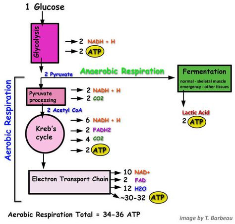 Aerobic Respiration Notes, Aerobic Respiration, Anaerobic Respiration, Biochemistry Notes, Plant Biology, Teaching Secondary, Nursing School Motivation, Cellular Respiration, Biology Classroom