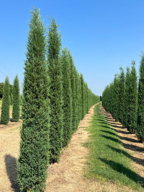 Columnar Eastern Red Cedar | Bold Spring Eastern Red Cedar Tree, Eastern Red Cedar Tree Landscaping, Red Cedar Tree, Eastern Red Cedar, Cedar Plant, Columnar Trees, Eastern White Cedar, Cedar Garden, Exquisite Gardens