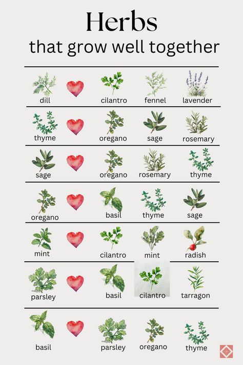 Discover the secrets of companion planting with herbs! 🌱 This beginner-friendly guide shows you the ideal herbs to plant beside each other for pest control, growth, and flavor. 🐛🌶️ Learn which herbs pair perfectly with veggies like tomatoes, cabbage, and asparagus. 🍅 Plus, find out why basil and dill are your garden's best friends! 🌿👭 Get six perfect pairs for herb gardens and tips at the link. #HerbGardening #CompanionPlanting Cooking Herbs Garden, Back Deck Herb Garden, Starter Herb Garden, Planting Herbs From Seeds, Different Types Of Herbs, Herb Guide For Witches, Best Gardening Tips, Herb Border Garden, Front Yard Herb Garden Landscaping Ideas