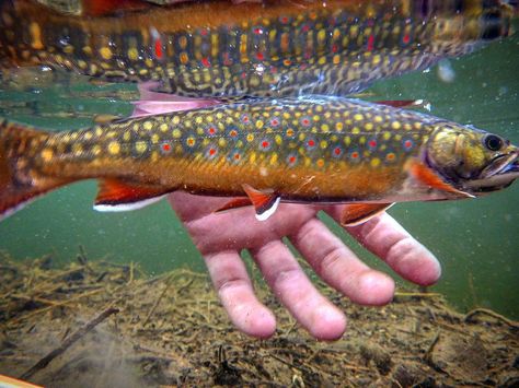 Underwater shot |  #fishME Trout Tattoo, Fishing 101, Fishing For Beginners, Fishing Photography, Fly Fishing Tips, Brook Trout, Fish Tattoo, Fishing Quotes, Salmon Fishing