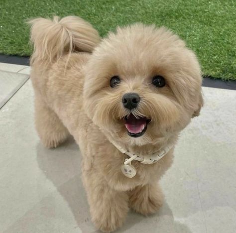 Maltipoo Grooming Styles, Maltipoo Haircut Styles, Cute Fluffy Puppies, Cute Fluffy Dogs, Cute Teacup Puppies, Teacup Yorkie Puppy, Puppy Grooming, Dog Haircuts