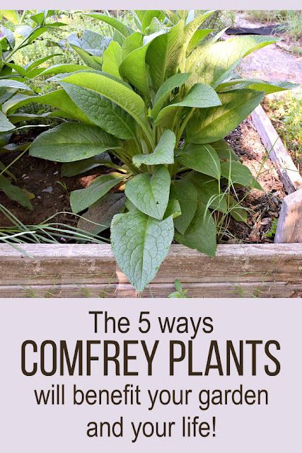 Homestead Business, Growing Herbs In Pots, Comfrey Plant, Sustainable Homestead, Lavender Plants, Medicinal Herbs Garden, Homestead Ideas, Herb Garden Design, Gardening Hacks