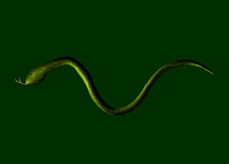 snake_preview.gif (839×602) Snake Animation, Snake Gif, Animated Drawings, Gif, Drawings, Art