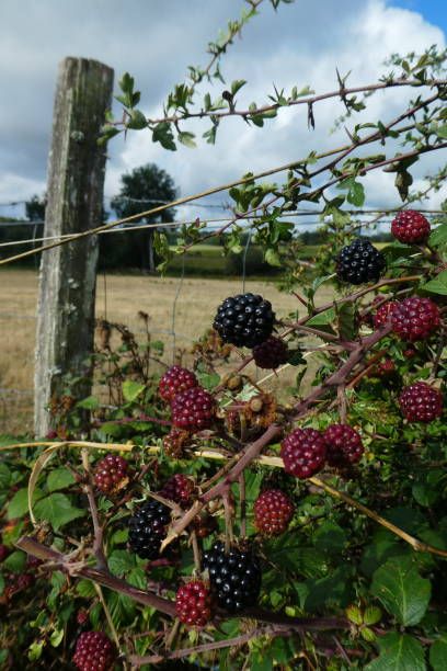 Wild Blackberries Aesthetic, Thorn Bush Aesthetic, Bramble Bush, Australian Gothic, Thorn Bush, Thorny Bushes, Blackberry Bushes, Archer's Voice, Blackberry Bush