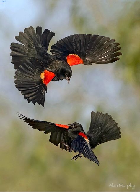 Redwing Blackbird, Red Winged Blackbird, Red Wing Blackbird, Bird Migration, Power Animal, Photo Club, Red Wing, Wildlife Conservation, Blackbird