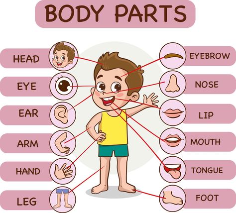 Body parts infographic with cartoon boy and various body parts vector illustration. Parts Of Body Chart, My Body Parts Activities, Parts Of The Body Chart, Parts Of The Body For Kids, My Body Activities For Preschoolers, Body Parts Theme, Emotions Preschool Activities, Picture Of Body, Body Parts For Kids