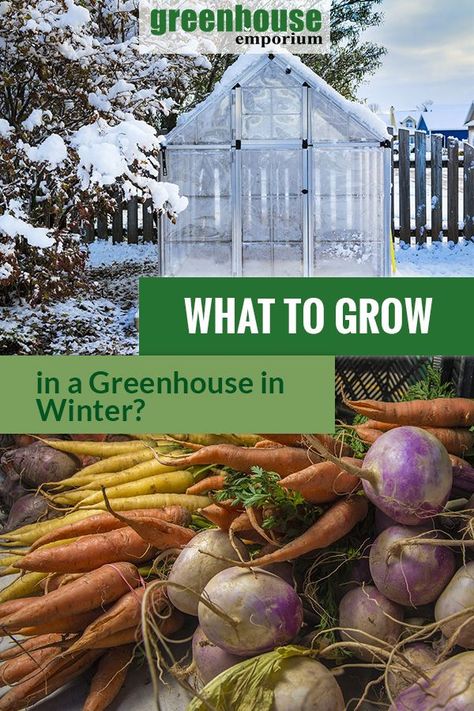 Gardening In Winter, Greenhouse In Winter, Greenhouse Winter, Spring Vegetable Garden, Greenhouse Vegetables, Diy Greenhouse Plans, Winter Greenhouse, Outdoor Greenhouse, Greenhouse Plants