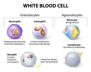 Function of White blood cells, Agranular leukocytes, Granulopoiesis & Lymphopoiesis | Science online Types Of White, Cell Diagram, Scanning Electron Micrograph, B Cell, Clogged Arteries, Technology Life, White Blood, Medical School Essentials, Biology Notes