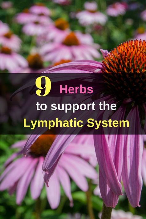 Lymph Detox, Detox Herbs, Lymph Drainage Massage, Lymph Glands, Lymph Massage, Lymph System, Lymph Drainage, Massage Benefits, Herbs For Health