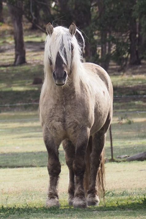 Highland Pony, Basic Coat, Silver Bay, Horse Coats, Photos Of, Horse Fly, Horse Coloring, Horse Photography, Horse Breeds