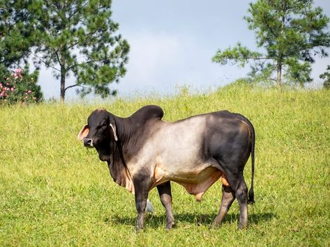 Premium Photo | Ox guzera was the first breed of zebu cattle to arrive in brazil Zebu Cattle, Christmas Nativity Scene Display, Cattle Herd, Nativity Scene Display, Green Pasture, Christmas Nativity Scene, Down On The Farm, Christmas Nativity, Close Up Photos