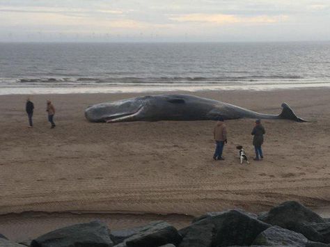 01/24/2016 - Three sperm whales found dead after washing up on Skegness beach - Whales are thought to be part of same pod as another discovered on the Norfolk coast on Friday Skegness Beach, Hunstanton Norfolk, Beached Whale, Uk Beach, Great Whale, Uk Beaches, Norfolk Coast, Sperm Whale, Great Ape