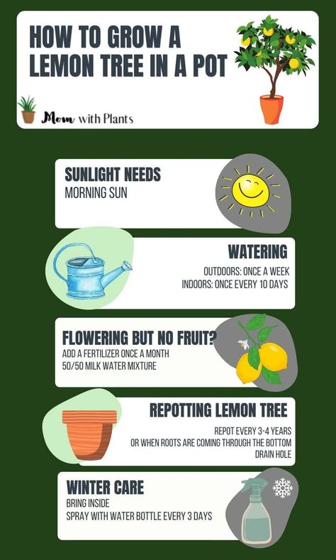 Complete guide on growing lemon trees in pots or containers. | growing lemon trees | container gardening | … | Lemon tree, Growing lemon trees, Lemon tree from seed Citrus Tree Care, Potted Lemon Tree Patio, Lemon Tree Winter Care, Lemon Plant Care, Growing Lemon Trees In Pots, Growing Fruit In Containers, Lemon Tree Inside, Meyer Lemon Tree Potted, Lemon Tree Potted Care