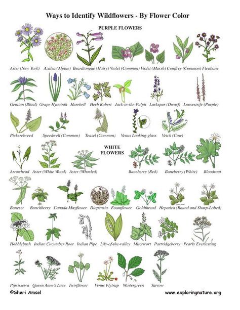 Wildflower Identification by Color English Wild Flowers, Plant Identification Chart, Wildflower Identification, Pinterest Plant, Leaf Identification, Tree Id, Flower Identification, Tree Identification, Lady Slipper