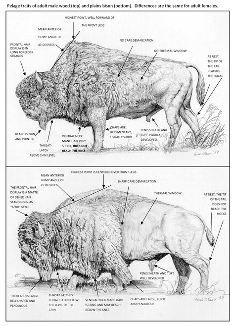 Plains Bison vs Wood Bison Camel, Wood, Animals, Afro Style, Frontal Hairstyles, High Point, Moose Art, Humanoid Sketch, Key