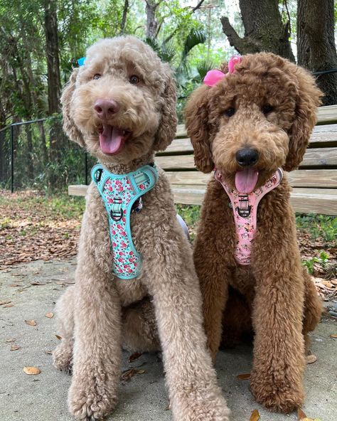 Two Goldendoodles, Goldendoodle With Ponytail, 2 Goldendoodles, Chocolate Goldendoodle, Mini Goldendoodles, Goldendoodle Haircuts, Golden Doodle Dog, Small Puppy, Golden Doodles