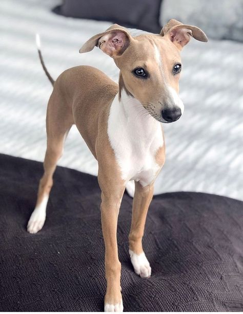 Whippet Dog Puppy, Psy Chihuahua, Italian Greyhound Puppies, Greyhound Puppy, Whippet Puppies, Italian Greyhound Dog, Grey Hound, Sight Hounds, Whippet Dog