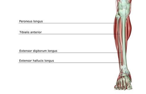 The peroneus longus is an important muscle that serves to evert and flex your ankle. Injury to it can cause pain and limited ability to walk or run. Calf Raises Exercise, Peroneus Longus, Ankle Strengthening Exercises, Ankle Exercises, All Yoga Poses, Lower Leg Muscles, Calf Pain, Anterior Cruciate Ligament, Physical Therapy Exercises