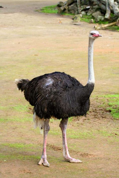 Ostrich Bird, African Birds, Dangerous Animals, List Of Animals, Big Animals, Wildlife Safari, Weird Science, Safari Park, Bird Wallpaper