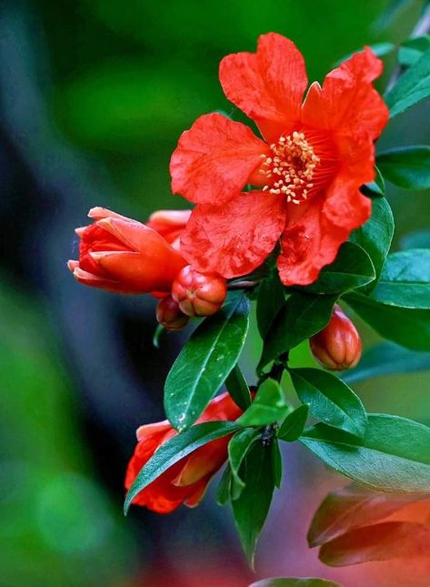 Pomegranate Blossom, Pomegranate Flower, Wonderful Images, Dry Clay, Pomegranate, Flower Garden, Beautiful Flowers, Blossom, Plants