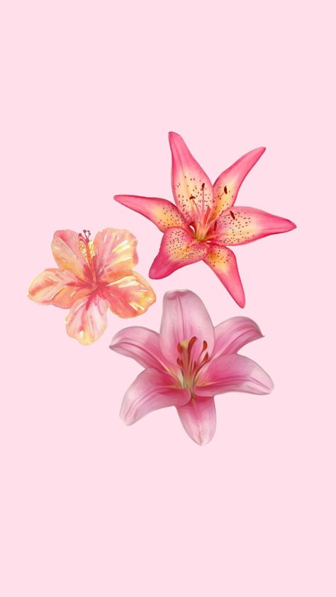 #hibiscusflower #lily #flowers #wallpaper #wallpaperideas #floral Lily Flowers Wallpaper, Pink Lily Wallpaper, Pink Lily Flower, Lily Wallpaper, Pink Flowers Wallpaper, Cute Summer Wallpapers, Wallpaper Iphone Summer, Iphone Lockscreen Wallpaper, Lily Flowers