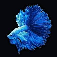 Blue Betta Fish Wallpapers - Top Free Blue Betta Fish Backgrounds - WallpaperAccess Siamese Fish, Ikan Air Tawar, Fish Background, Betta Fish Types, Pretty Fish, Beta Fish, Beautiful Sea Creatures, Fish Wallpaper, Fish Drawings