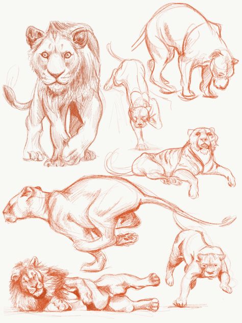 Lion Sketch Reference, Lion Drawing Reference Poses, Lion Study Drawing, Animal Sketch Reference, Animal Anatomy Sketch, Lion Anatomy Reference, Lions Anatomy, Lion Art Reference, Lion Body Drawing