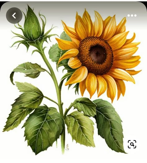 Sunflowers And Bees, Sunflower Watercolor Painting, Sunny Flowers, Sunflower Illustration, Garden Fence Art, Sunflower Drawing, Peacock Painting, Flower Painting Canvas, Canvas Painting Designs