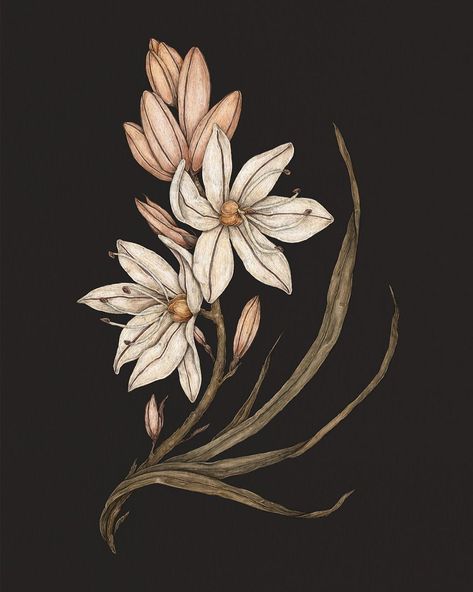 Jessica Roux on Instagram: “Asphodel, from my book Floriography: An Illustrated Guide to the Victorian Language of Flowers. This is one of the first illustrations I…” Victorian Language Of Flowers, Victorian Language, Victorian Flowers, Language Of Flowers, Green Witch, Plant Illustration, Digital Flowers, Flower Illustration, Freelance Illustrator