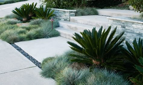 Rodney Drive — FALLING WATERS LANDSCAPE Cycads Landscape Design, Cycad Garden Ideas, Sago Palm Landscaping, Festuca Glauca, Blue Fescue, Falling Waters, Front Walk, Drought Tolerant Garden, Decorative Stones