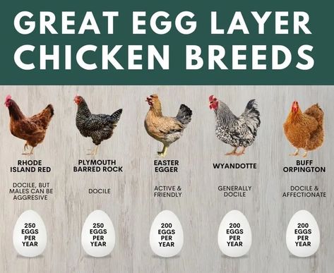 Photos of laying hens and their names. Best Laying Hens, Egg Laying Hens, Laying Chickens Breeds, Best Egg Laying Chickens, Laying Chickens, Layer Chicken, Egg Laying Chickens, Backyard Chicken Coop Plans, Backyard Chicken Farming