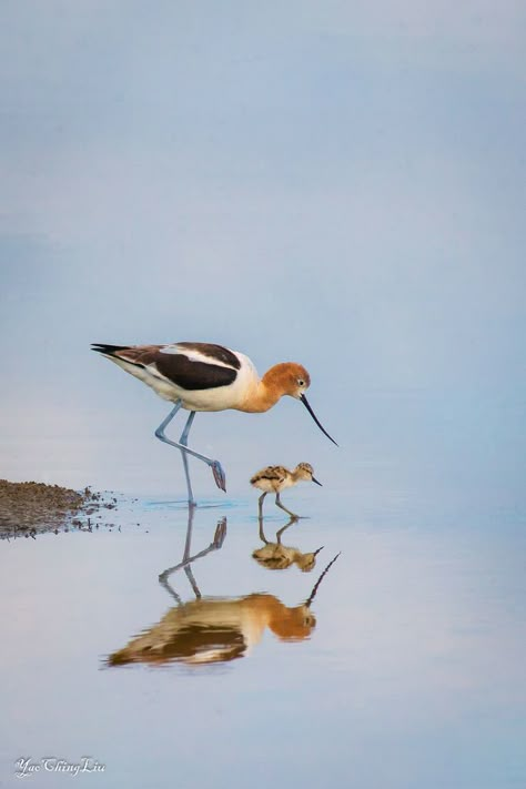 All sizes | Forever Love - Happy Mother's Day | Flickr - Photo Sharing! Regnul Animal, Two Birds, Amazing Animals, Pretty Birds, Sea Birds, Bird Photo, Colorful Birds, Cute Birds, Bird Photography