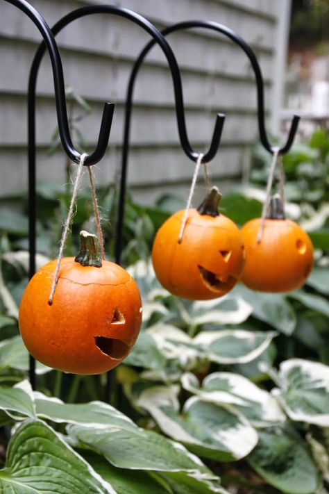 Learn how to transform miniature pumpkins and gourds into delightful and whimsical mini pumpkin lanterns that hang from garden crooks along your walkway. Pumpkins Carving, Pumpkin Lanterns, Hgtv Garden, Halloween This Year, Velvet Pumpkins, Instagram Diy, Mini Pumpkins, Fall Holidays, Autumn Inspiration