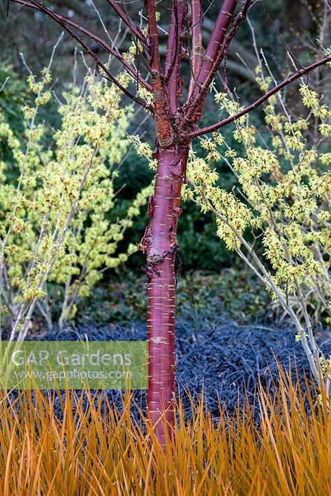 Prunus serrula in Winter border Prunus Serrula, Winter Border, Prunus Serrulata, Garden Winter, Winter Gardening, Winter Gardens, Balcony Planters, Planting Plan, Plant Photography