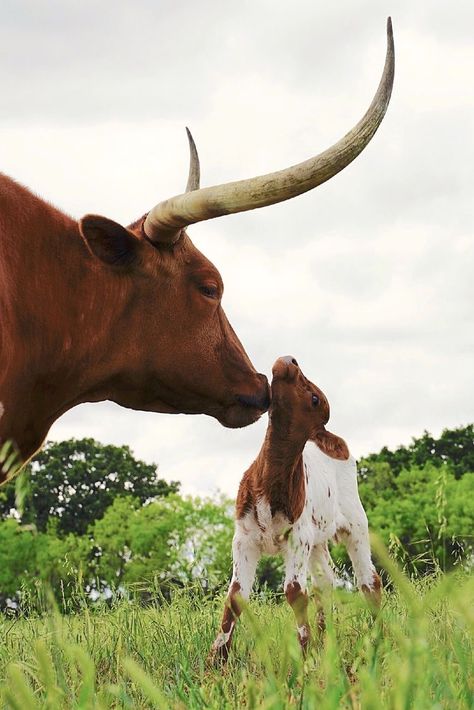 Longhorn Calf, Texas Longhorn Cow, Texas Longhorn Cattle, Cow And Calf, Longhorn Cattle, Longhorn Cow, Fluffy Cows, Cow Pictures