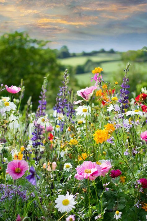 Vibrant wildflower meadow in a meadow garden, showcasing a variety of low maintenance plants perfect for lawn alternatives and wildlife gardening; ideal for a pollinator garden and enhancing your lawn and landscape. Beautiful Natural Flowers, Wildflower Curb Appeal, Cottage Wildflower Garden, Wildflower Meadow Front Yard, Wild Meadow Garden, British Flower Garden, Backyard Wildflower Garden Ideas, Wild Flower Fields, Wildflowers In Backyard