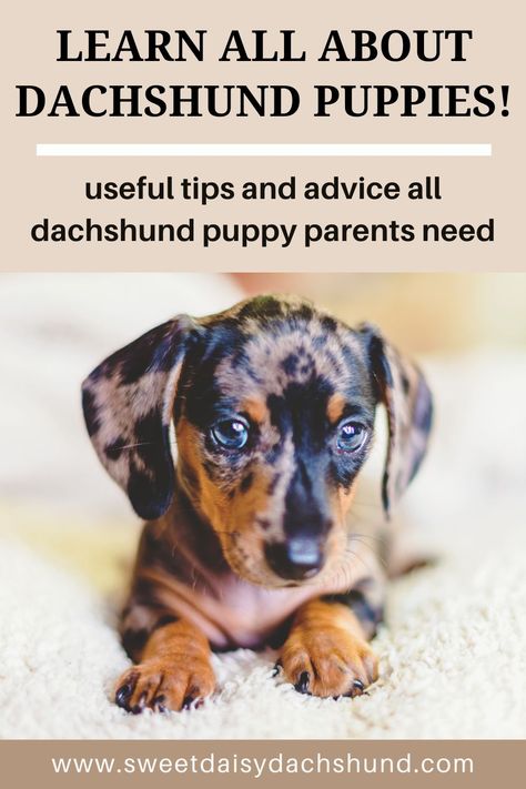 Are you ready to learn all about the mischievous yet lovable dachshund puppies? Getting a puppy is an immense responsibility and there is a lot to learn before you take the plunge. From gathering the necessary supplies before your puppy arrives to understanding how to train your puppy, we will provide all the information any potential dachshund puppy parent needs. #dachshund #dogcare #dachshundpuppies #miniaturedachshund #dogtraining Dachshund Tips, Dachshund Puppy Training, Daschund Puppies, Train Your Puppy, Dachshund Training, Dachshund Breed, Doxie Puppies, Dachshund Dogs, Dachshund Puppy Miniature