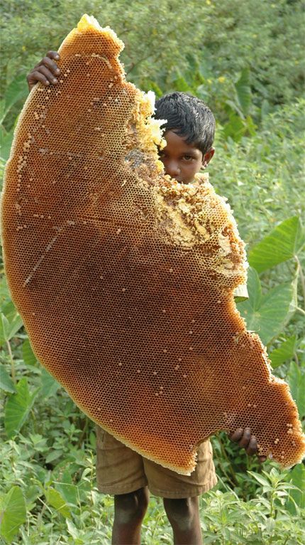 El Kattunayakan son personas tribales que viven profundamente en los bosques de la Reserva de la Biosfera Nilgiris en el sur de la India. Recogen y venden miel. Wild Honey, Save The Bees, Bee Keeping, Science And Nature, Bee Hive, Honey Bee, Amazing Nature, Beautiful World, Worlds Largest