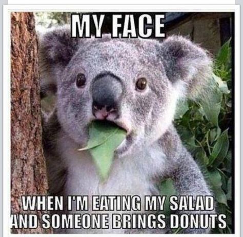 My face... when I'm eating my salad and someone brings donuts.  (no link) Sibling Memes, Funny Koala, Motivasi Diet, Cute Animal Memes, Akita Dog, Funny Animal Quotes, Funny Animal Jokes, Silly Animals, Humor Memes