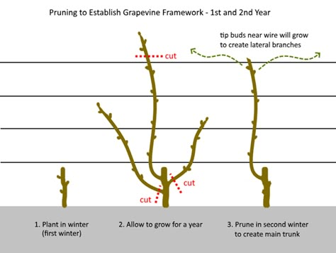 How To Prune Concord Grape Vines, Pruning Concord Grape Vines, Pruning Grapes Vines, Planting Grape Vines, How To Prune Grape Vines, Grape Planting Ideas, Grape Pruning, Pruning Grapevines, Pruning Grapes