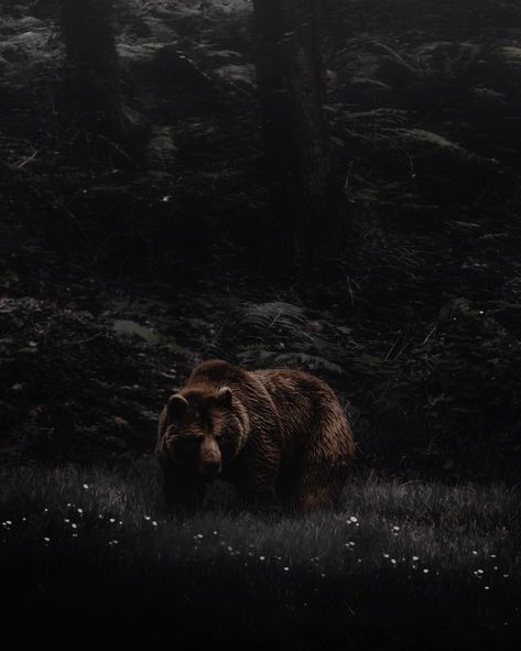 Braddock One Dark Throne, Dark Throne, Bear Shifter, Bear Aesthetic, Bear Island, Crown Aesthetic, Royalty Aesthetic, Adventure Aesthetic, Fantasy Story