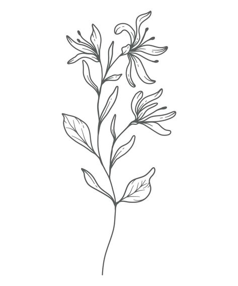 Honeysuckle Outline, June Birth Month Flower, Honeysuckle Tattoo, Flower Drawing Easy, Flower Vine Tattoos, Line Art Botanical, Black Line Tattoo, June Flower, Flower Tattoo Drawings